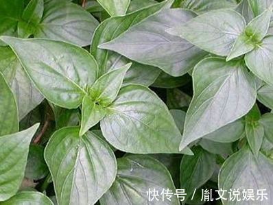 小董|立秋后不妨常食此野菜,每周两次,治感冒咳嗽,吃到就是捡到宝!