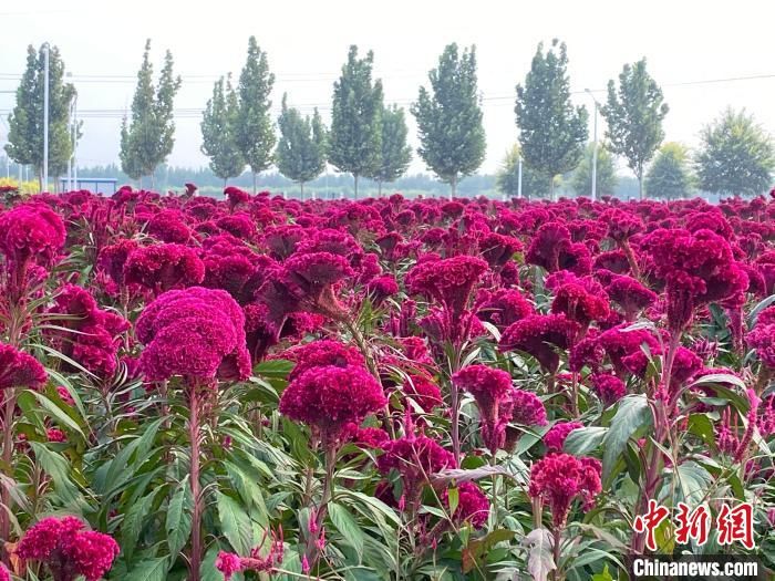 中药材|“千年药都”的守正创新：数字化保证药材质量安全