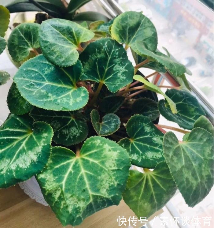 家里有此7种花,少浇水不能晒,天热要休眠早看早知道