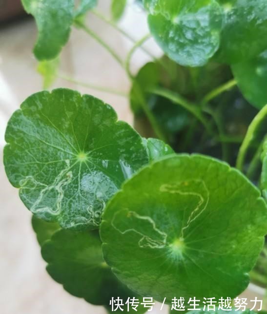 初春养花，这4点要注意，否则花熬过冬天，死在春天！