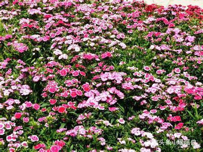 此花默默不闻极为平凡,花色丰富姿态迷人,被誉为母亲的慈爱象征