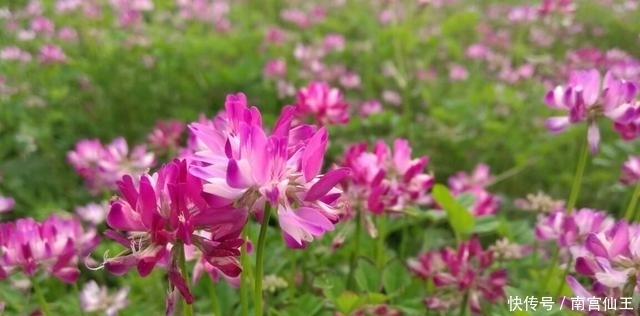 水葫芦|农村这5种野花太漂亮,能当美食能入药,农村孩子看看你还记得吗