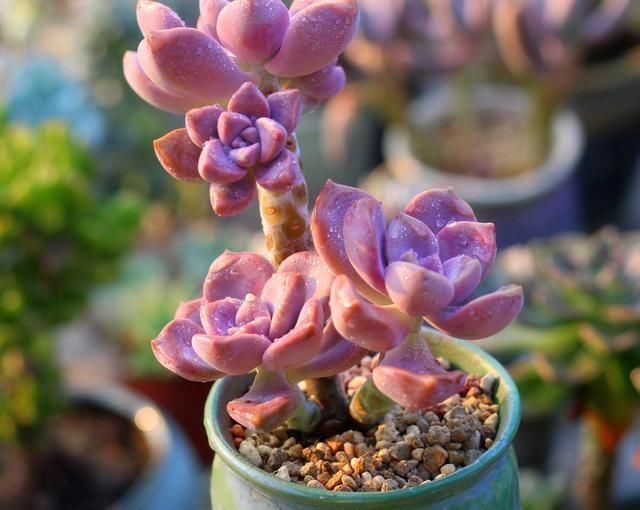 一种紫色“多肉”，5个养护小技巧，叶片肥，长成群生的漂亮老桩