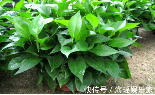 关键|想要绿萝、吊兰长得绿油油,爆成绿瀑布,做好关键这点就够了!
