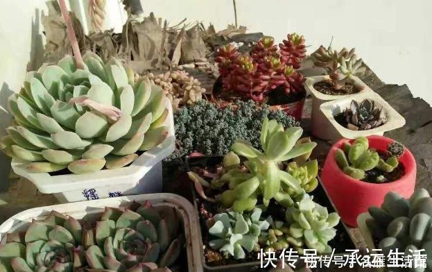 多肉花|多肉养1盆死1盆?记住这4条规则就能一个劲地长,又肥又漂亮