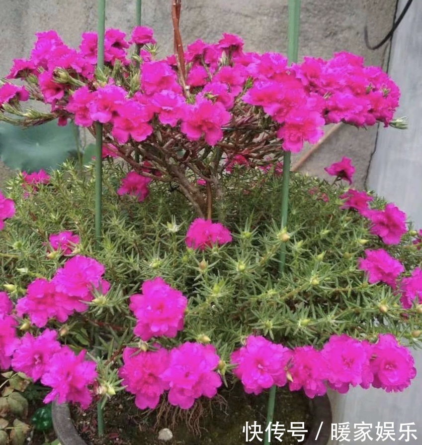 金枝玉叶又能派上“大用场”，嫁接几根太阳花，变成老桩“花柱”