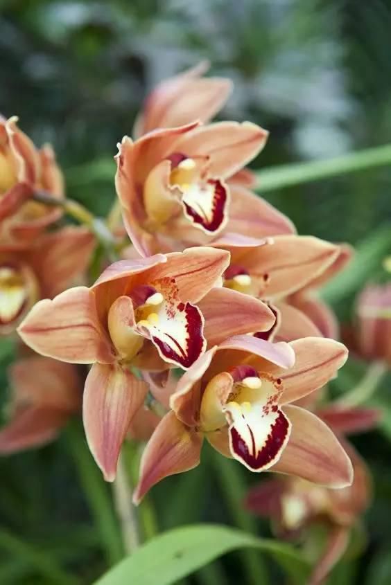 极品兰花（美醉了！）