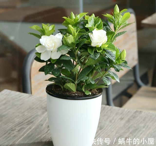 6种人养花真不适合,买了花也活不久,浪费钱