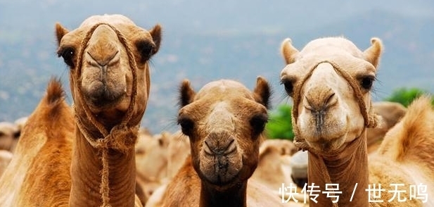 漆树|或许只有少数人知晓，无用但有趣的24个猎奇冷知识