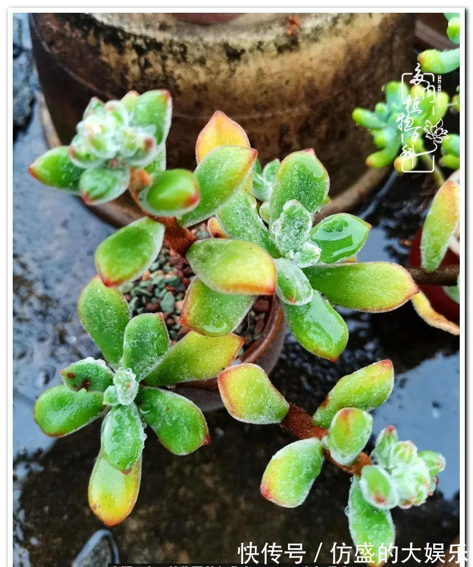 养多肉,慢慢来,我们一起沉淀再绽放!