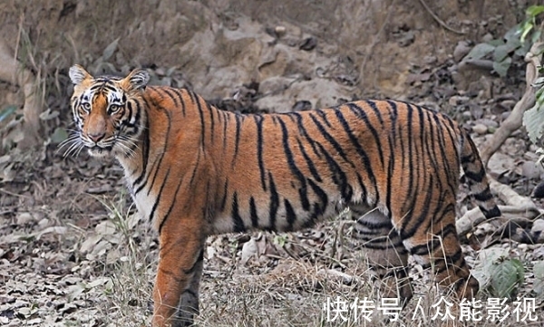 贵人|生肖虎:下周,你的贵人在寻你,是你的摇钱树,要珍惜!