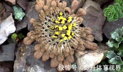 珍贵稀罕，它的价值极高，当地人称：一株要值千把块