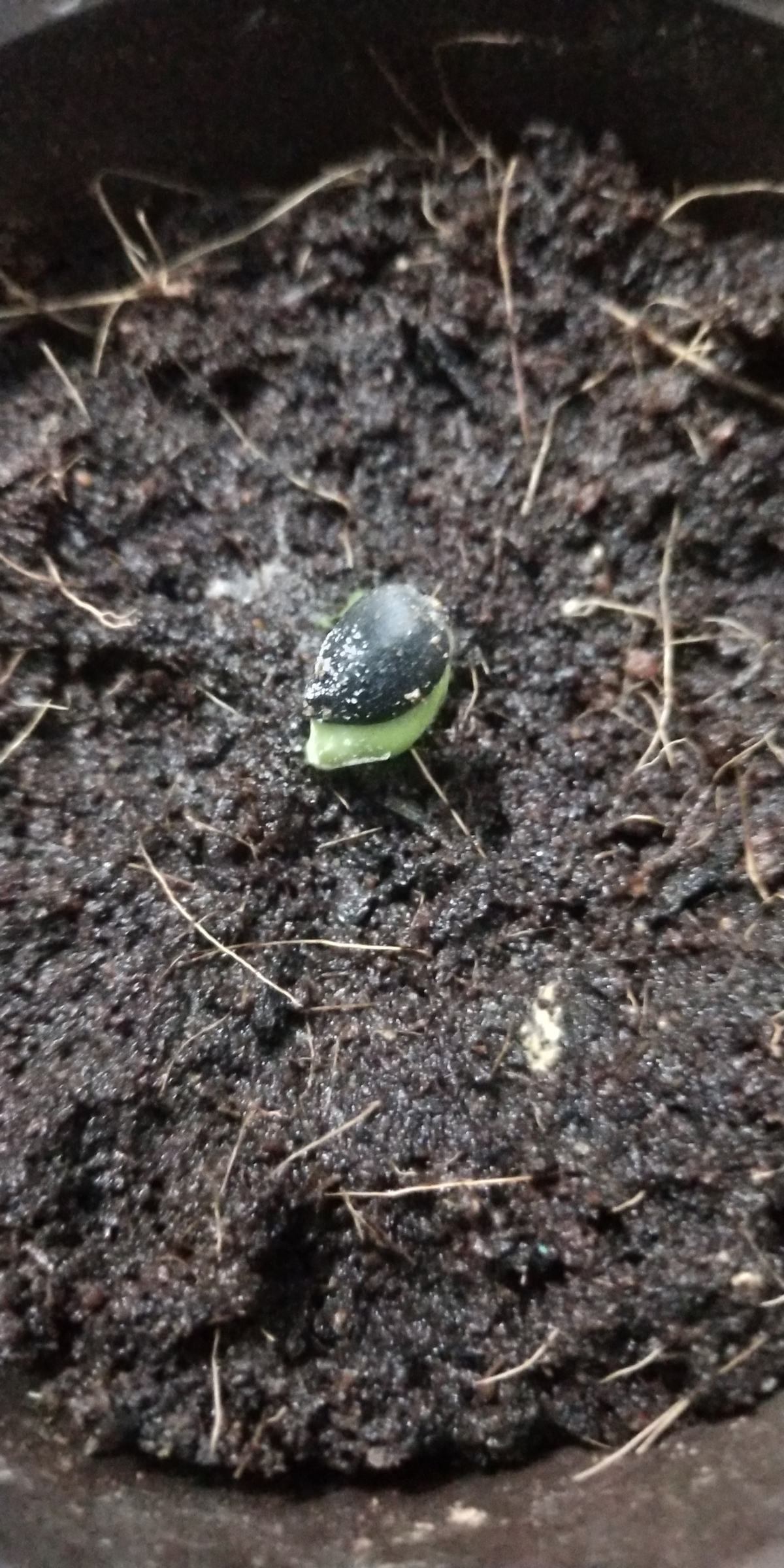 换盆之后的土,掺上一点“小东西”,土壤肥得流油
