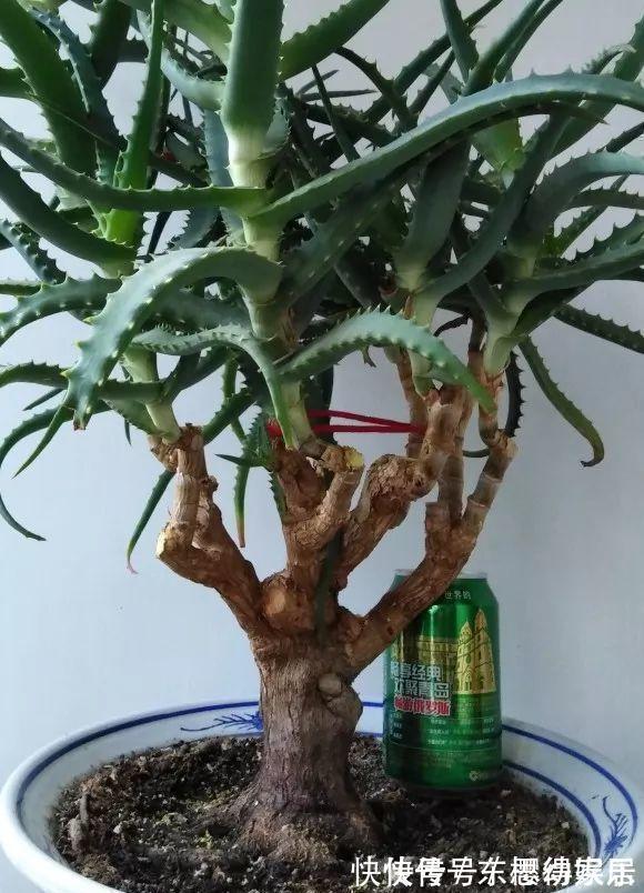 秋天养芦荟，4个小技巧，花箭一米高，冒芽20多，又壮又肥