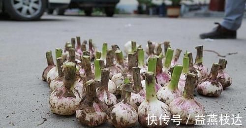 葡萄|妇科炎症开口难，常吃4种纯天然的消炎药，保护女性健康不尴尬