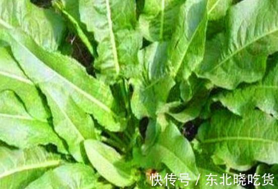 微波状|野草人称“牛舌头”,以前农民拿来当饲料,如今却要20元一斤