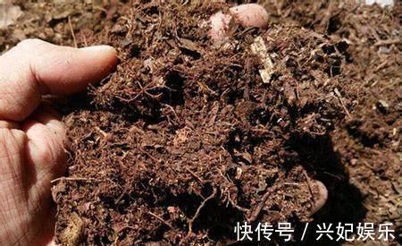 君子兰|去散步捡点它，往君子兰盆里一放，10年不烂根花开不断年年爆盆