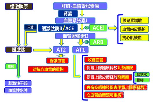 腎性|腎病繼發高血壓，3個原因逃不了，首選5類降壓藥，阻斷關鍵環節