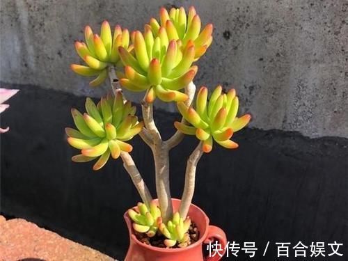 锦晃星|5种直立性很强的多肉,轻松养出精致漂亮的直立桩,别有一番韵味