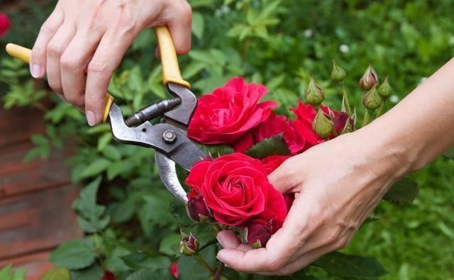  月季花|月季开完花就僵苗、生病是为什么？月季花后护理，给玫瑰做个月子