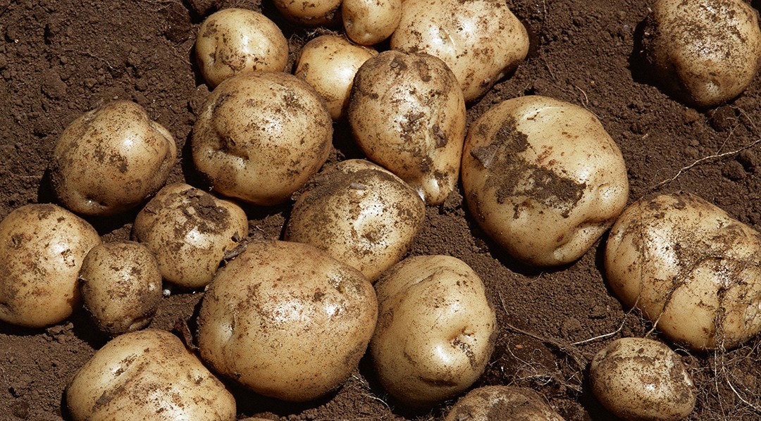 为了家人的健康，冰箱万不能冷藏4种食物，看后记得拿走