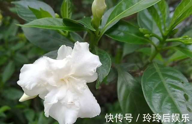 名字土掉渣,但开花洋气,这些花其实超美的