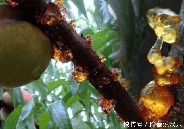 抗衰老|女人再节俭,也要常吃3种“零食”,天然“玻尿酸”,美容抗衰老