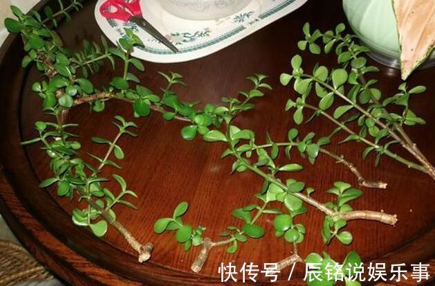 4种漂亮花，趁着“热天”快扦插，不但易生根而且长得快