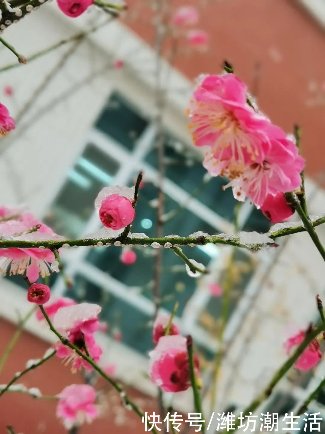 潍坊光正实验学校：校园里的那些花儿