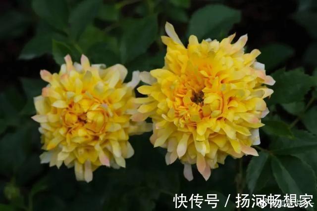 22种最漂亮的月季,一次能开300天,满屋飘香开花多