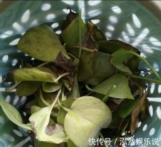 爆盆|绿萝文竹吊兰栀子花发黄枯死，气的剪成光头，一个月后居然爆盆了