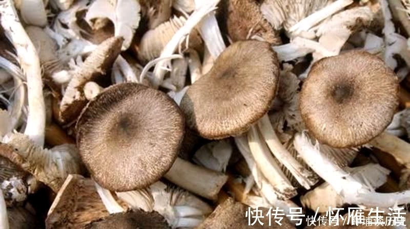 蘑菇|深山之中真正的绿色食品，产量很低，见到要珍惜，煲汤味道更香