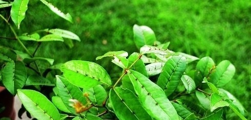 跌打旧积|农村这种野草牲口躲着走,老中医眼中是治跌打旧积、风湿骨痛的宝