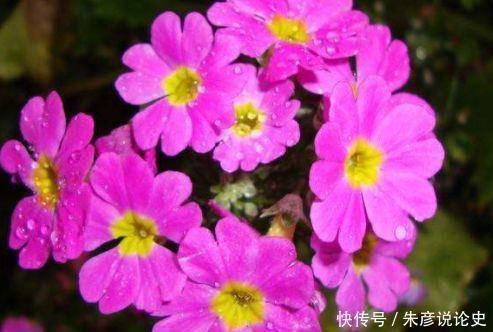 还好|此几种花卉,比绿萝还好养,花期长达半年,开花好漂亮