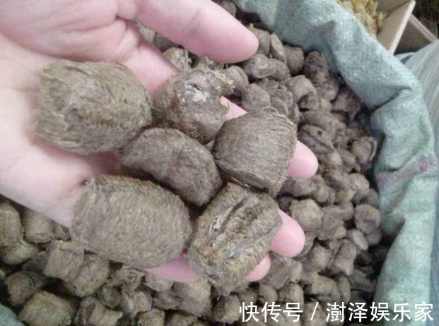 价值|俗称“拦狗尿”,若在桑树上见到赶紧拿回家,如今价值不菲