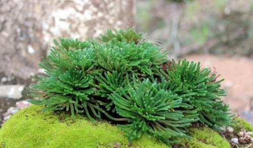 看见这植物，挖回家放盆里，越养越值钱，可成盆栽佳品