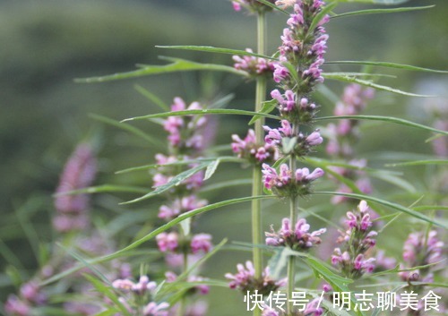 月经不调|十个女性九个腰痛，此物煮粥吃，腰不疼了，手不麻了，身体棒了