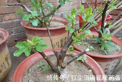 浇水|阳台养花草盆栽,秋冬该如何浇水?学会2招干湿判断技巧就够了