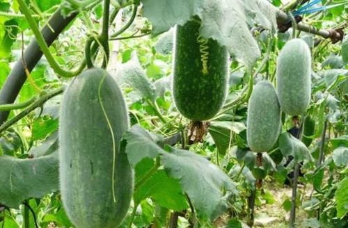 红菜苔|女性40岁爱美，推荐吃的三种食物，补血益气，排毒抗衰，吃了显好