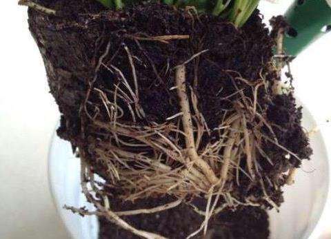 养花土,用一个塑料袋,轻松杀虫灭菌,花盆里一个虫子都没有