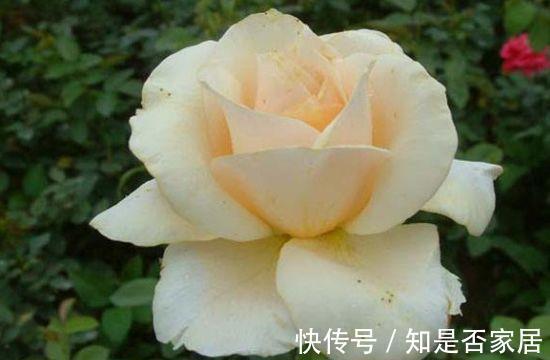 阳台上|从8月15日开始，家养此款花卉，芳香四溢，养在家中香飘满屋