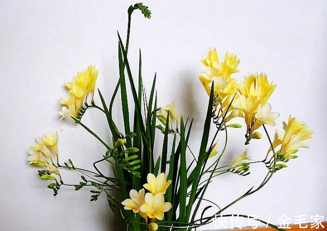 养花就养这3种!家中放1盆,满屋子都是清香,比香水好闻