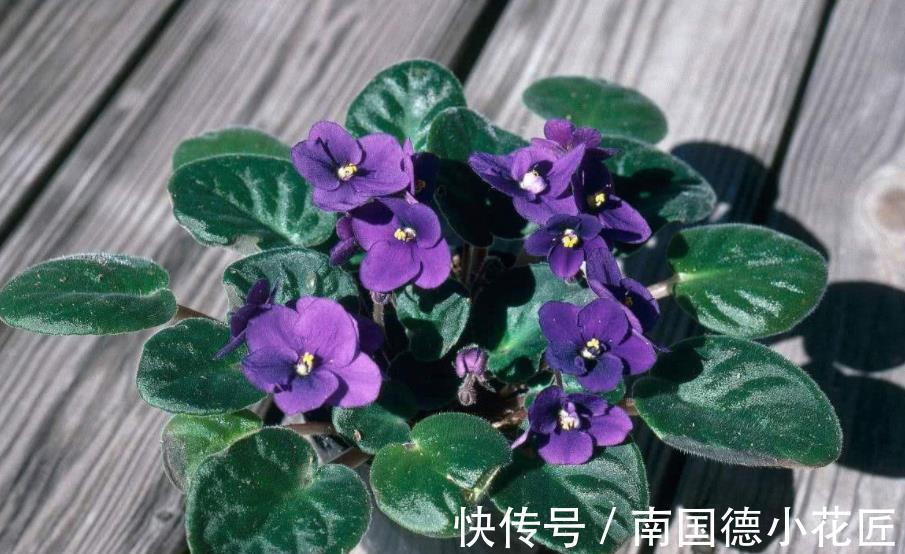 阿莫西林|家里过期药别丢，简单处理用来养花，杀菌又养根，比多菌灵好使