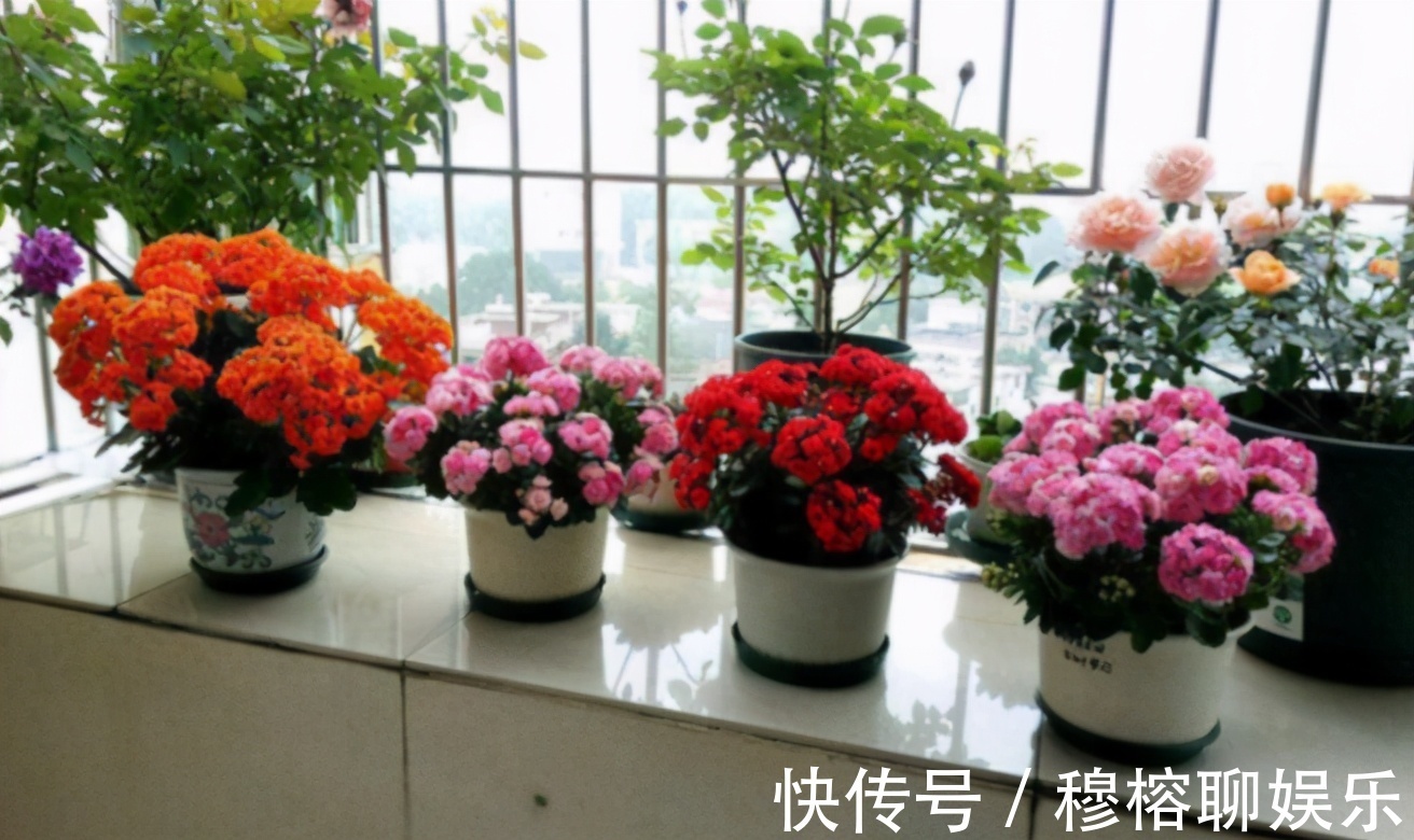 盆栽|养花养这3款,楼房阳台盆栽,微微看顾就能花开不断,惹人爱