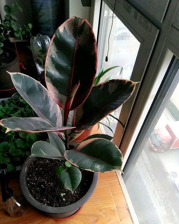 客厅标配5种绿植,摆在家里上档次,记住了,“多喷少浇”