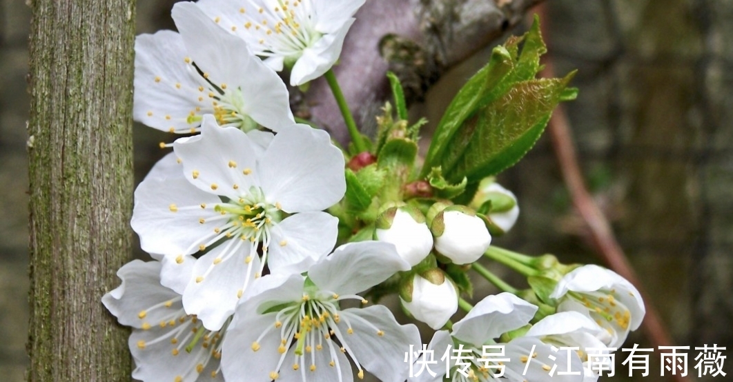 缘分|6月，缘分桃花碰撞，爱情如约而至，3生肖相知相恋，沉醉浮光岁月