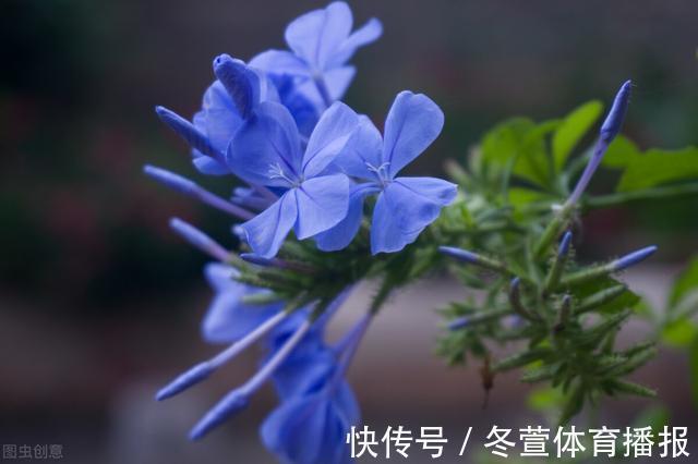 四季海棠|建议大家：逛花市碰到5种花，别犹豫，虽然便宜但巨好养