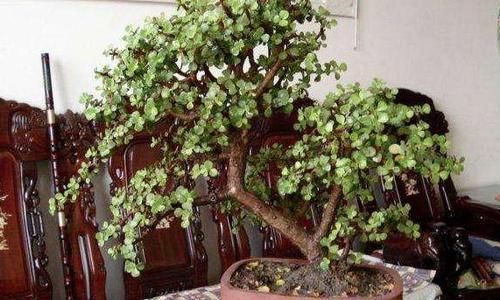 想将金枝玉叶养成身价高、颜值高盆景？3个技巧，凹出美丽造型