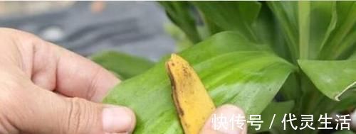 她用一斤香蕉皮把花养爆盆，全年不用施肥，花长得又壮又好开花多