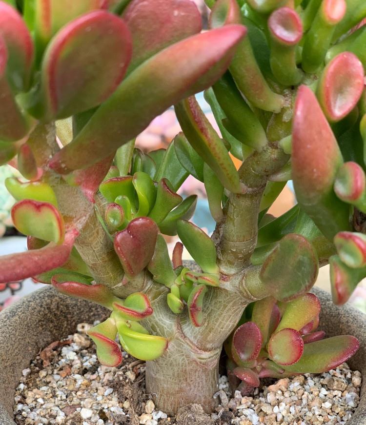 吸财树怎么养？简单3步，枝叶繁茂、颜色漂亮、变成茁壮的老桩